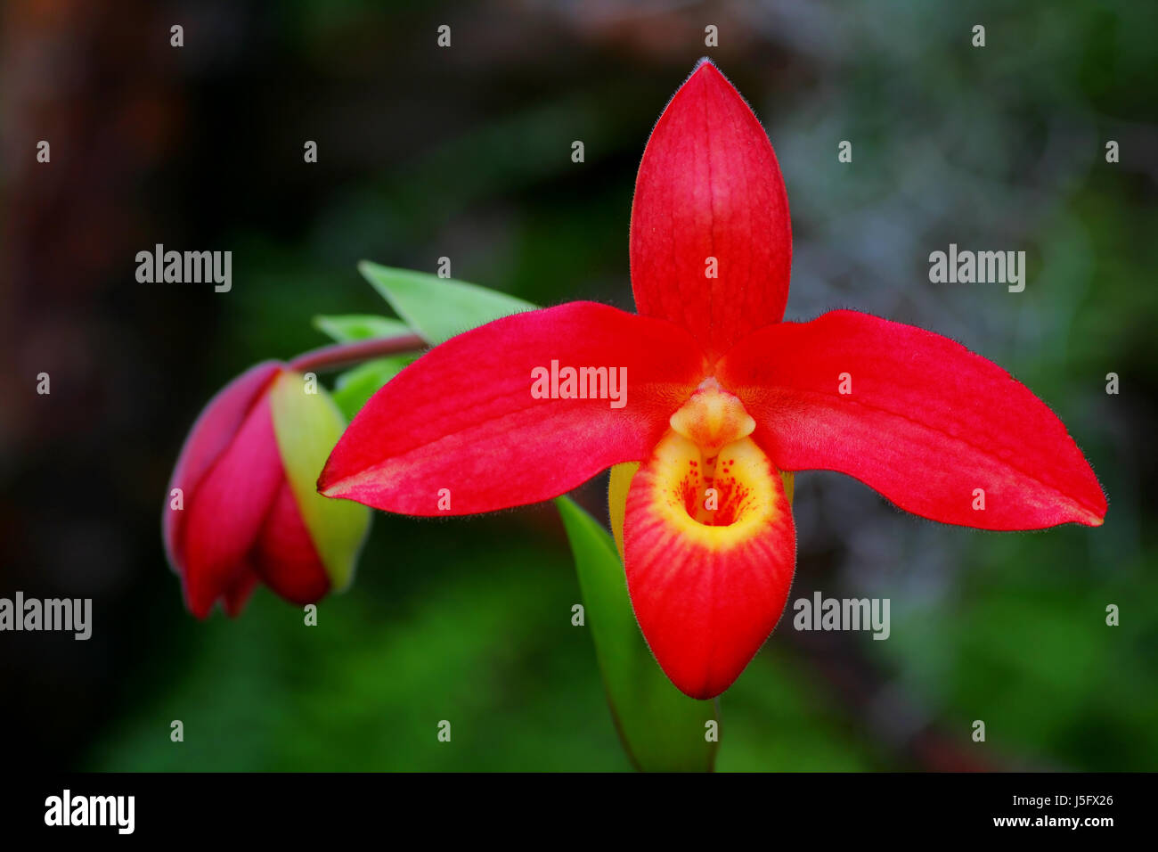 Makro Nahaufnahme Makro Aufnahme hautnah Ansicht Farbe Blume Pflanze grüne Blüte Stockfoto