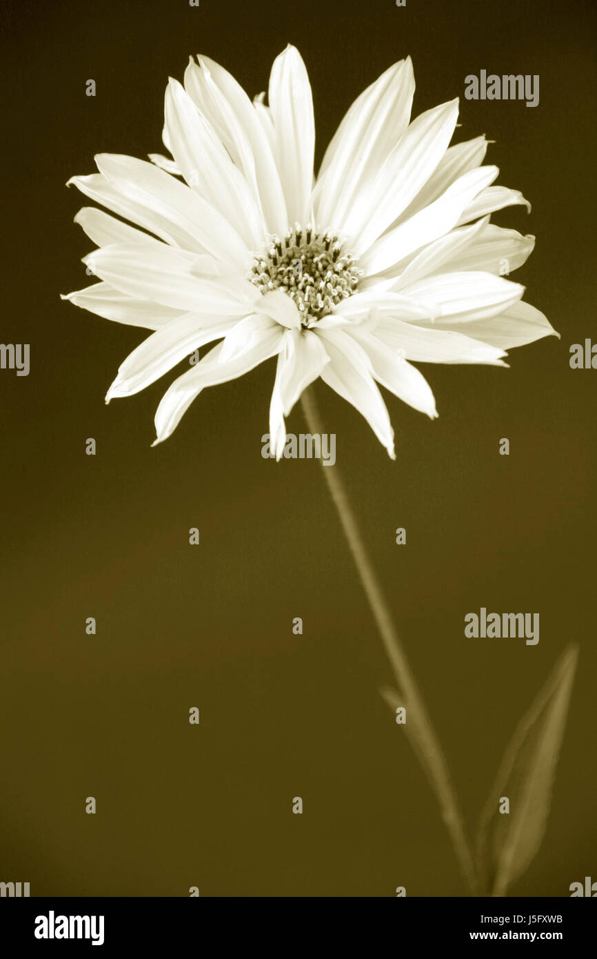 Makro Nahaufnahme Makro Aufnahme hautnah Ansicht Garten Blume Pflanze Blüte Blüte Stockfoto