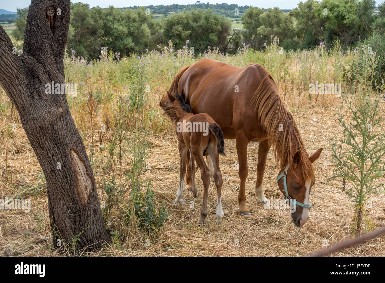 Pferde: Jungen Kastanien männlichen Fohlen versteckt in Mutters Schweif, Norden, Mallorca, Mallorca, Balearen, Spanien Stockfoto