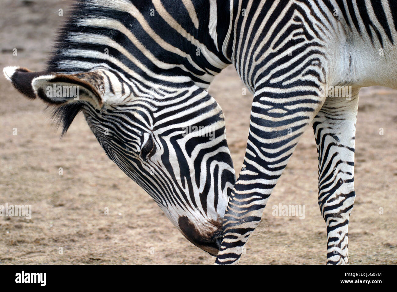 Soße Zebra, Equus grevyi Stockfoto