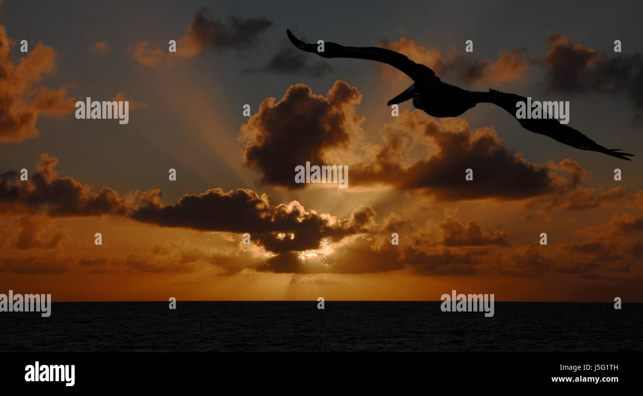 der Flug der Pelikan Stockfoto