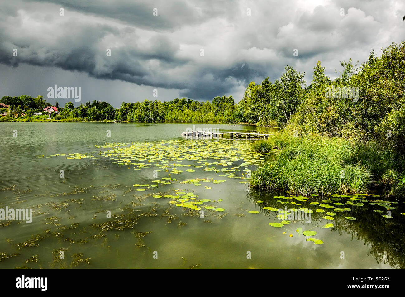 Teich mit gelben Hülsen in wechselhaftes Wetter Stockfoto