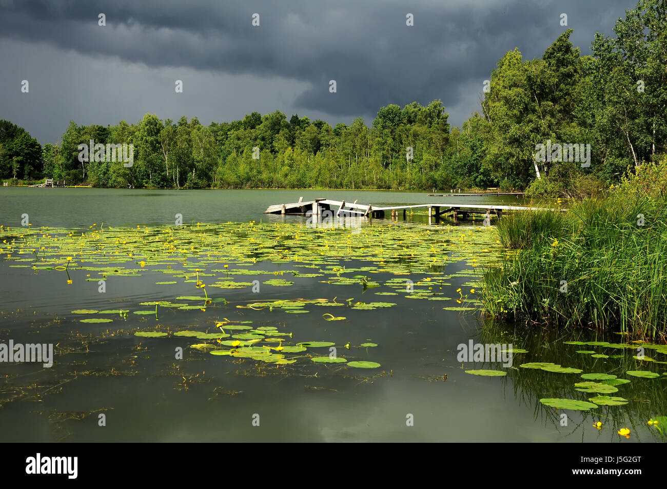 Teich mit gelben Hülsen in wechselhaftes Wetter Stockfoto