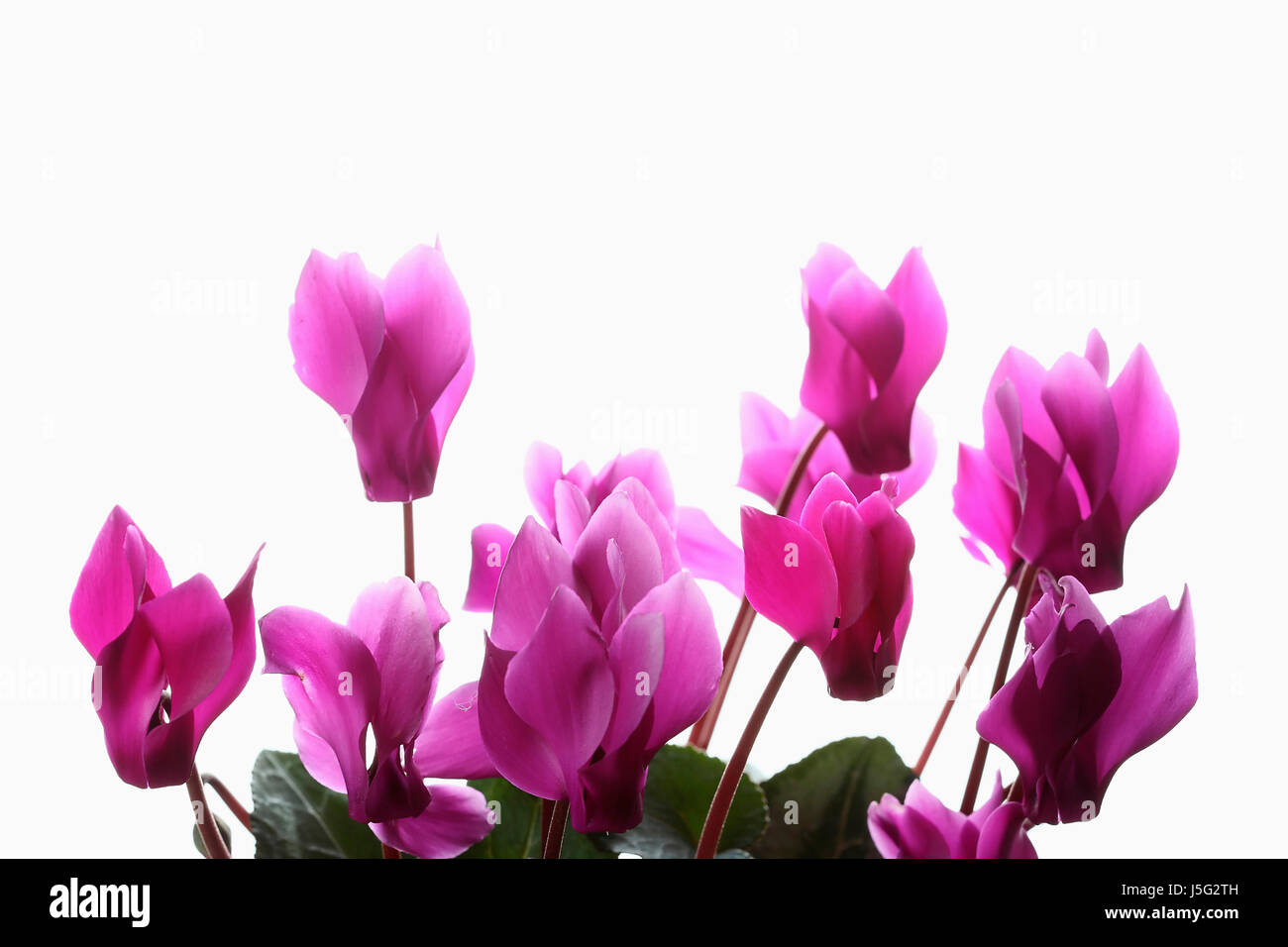 Alpenveilchen, Studioaufnahme von mehreren rosa Blütenköpfchen auf Stielen. Stockfoto