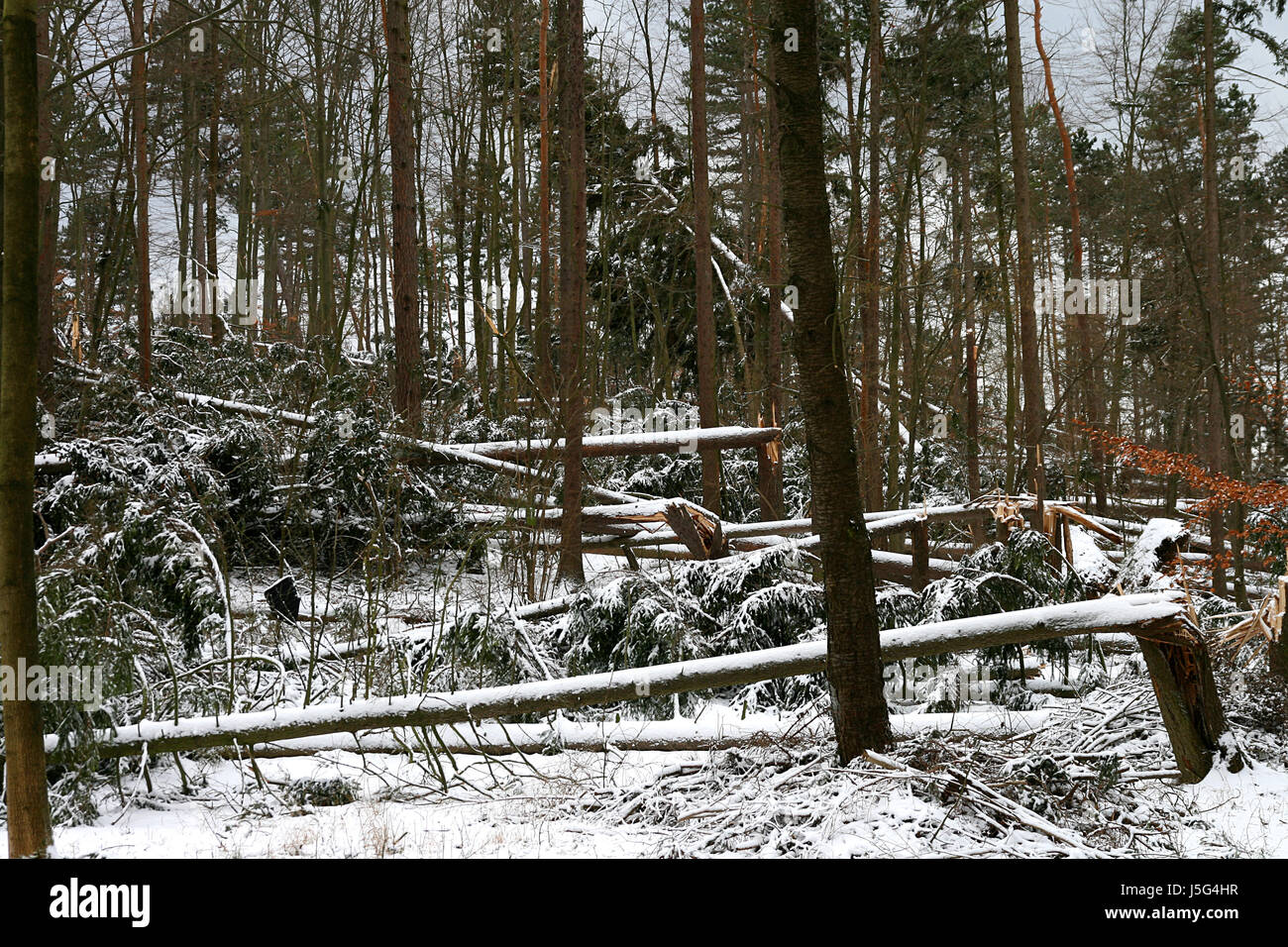 Gefahr Baum Bäume winter kalt Holzstamm Kiefer Nebel Versicherung Gewitter Tanne Stockfoto