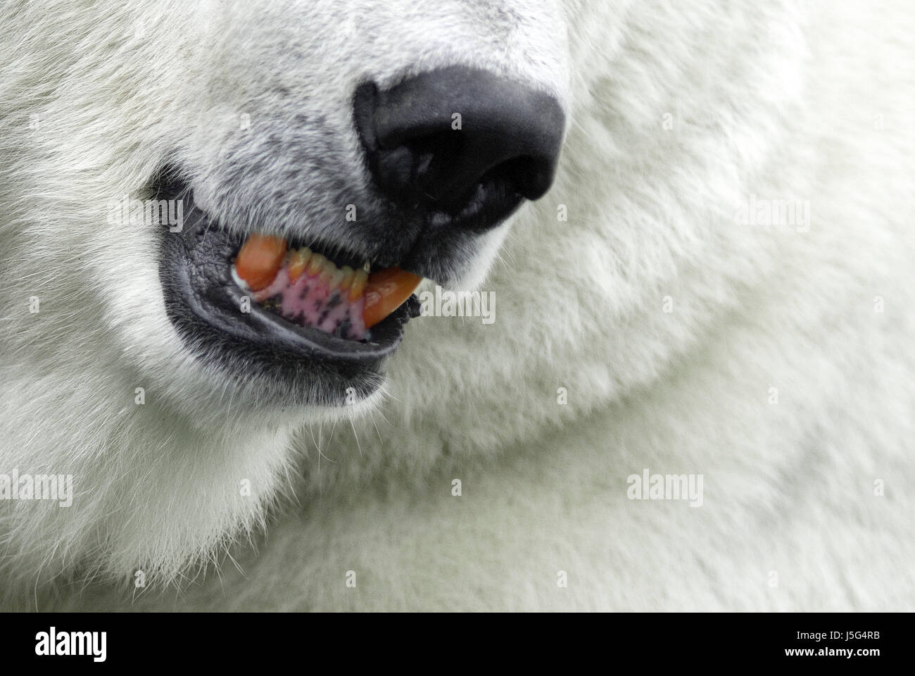 große großen enorme extrem mächtige imposante immense relevanten Bär Zähne polar Stockfoto