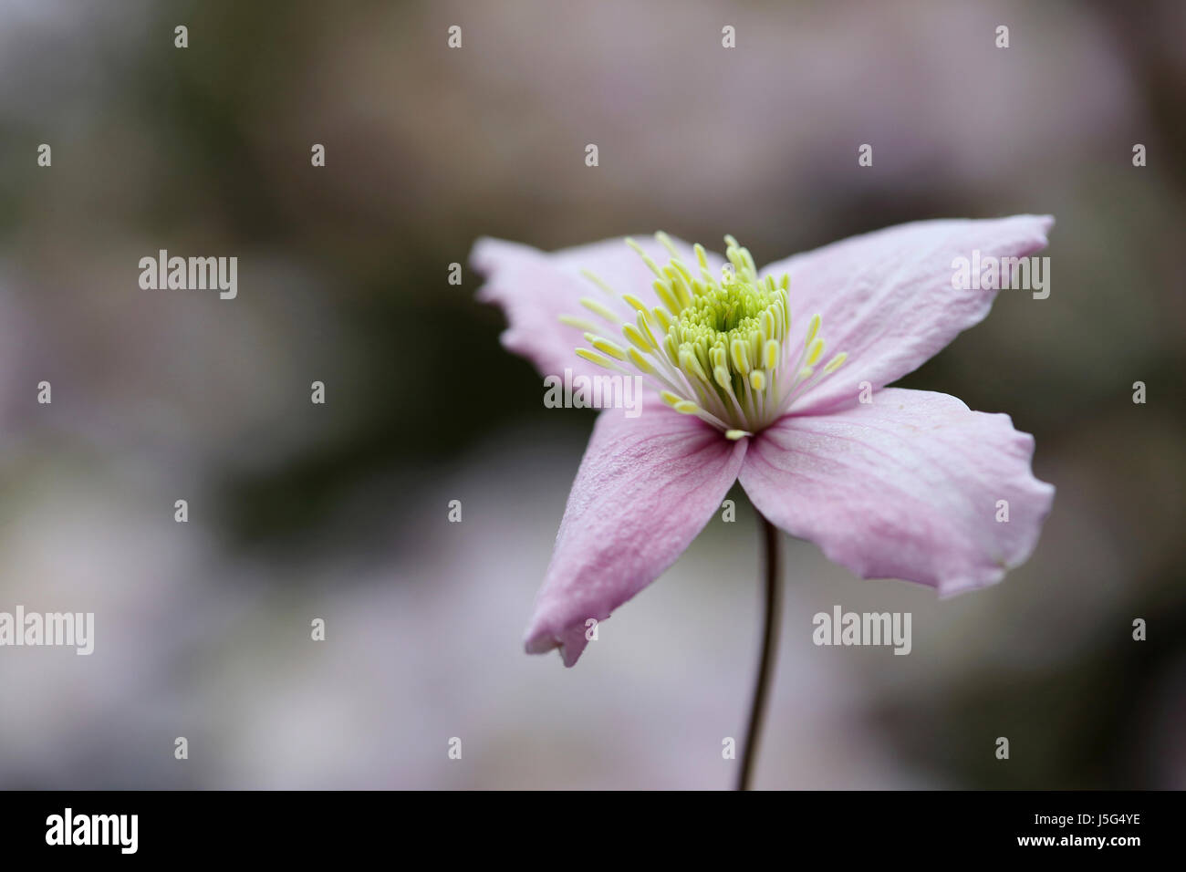 Clematis, Clematis Montana 'Wilsonii', Einzelblüte lila farbigen Gropwing im Freien. Stockfoto