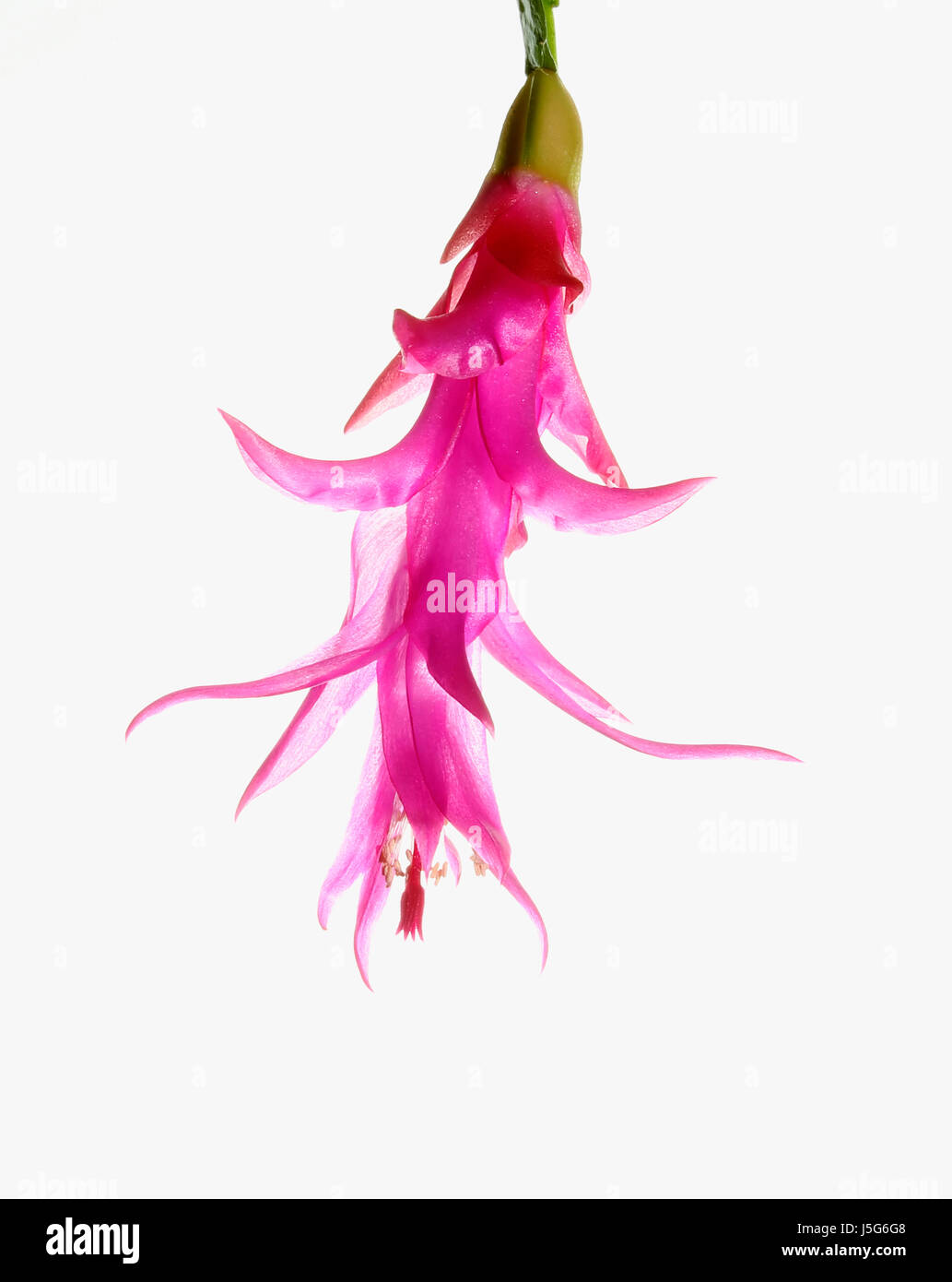 Kaktus, Weihnachtskaktus, Schlumbergera Buckleyi, Studioaufnahme des einzigen rosa Blume. Stockfoto