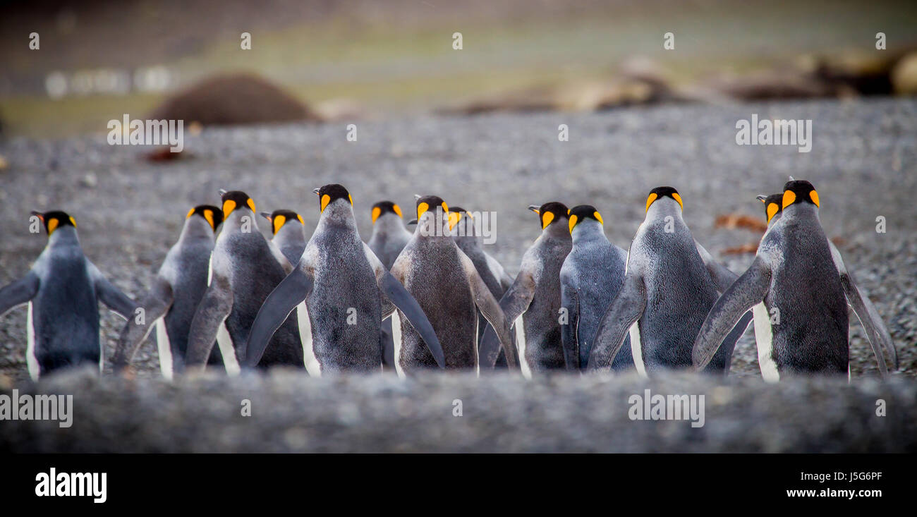 Zeile des Königs Pinguine von hinten Stockfoto