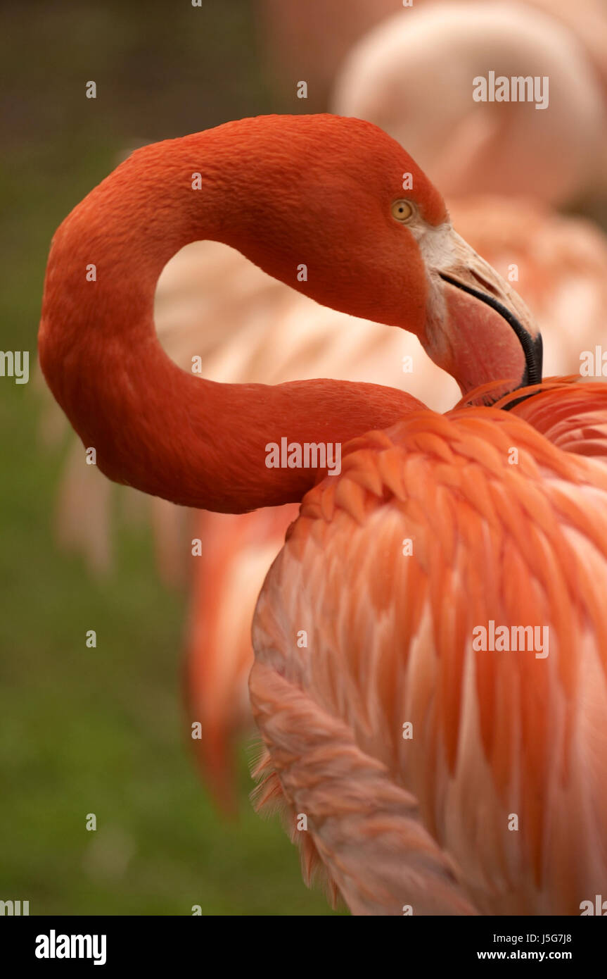 Profil Vogel Porträt Vögel Schnabel exotischen Federn Wasservögel Auge Pupille Orgel Stockfoto