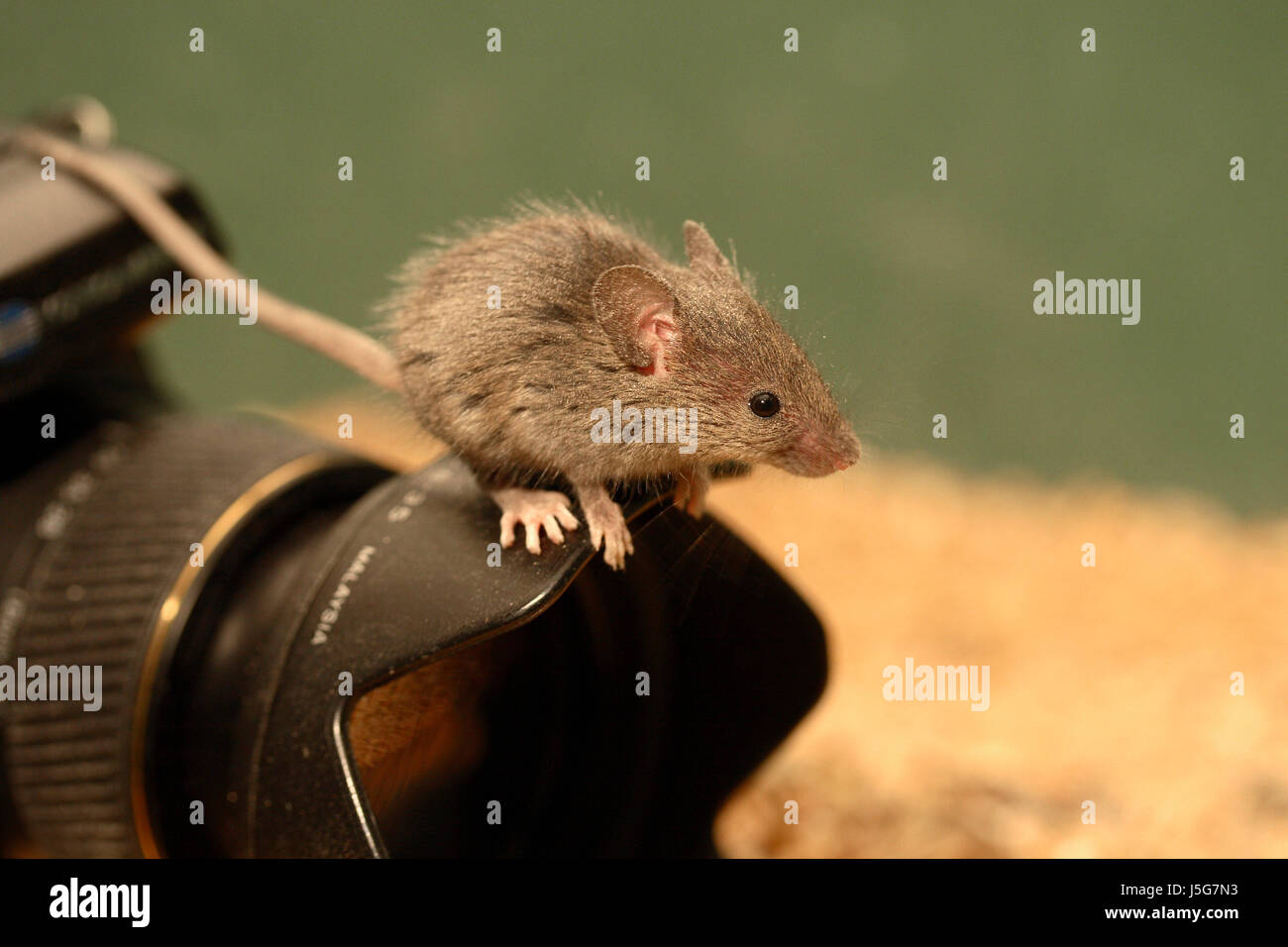 Technik Tiere Nager Foto Kamera Maus Snapshot Gnawers Mäuse Sonnenblende  Stockfotografie - Alamy