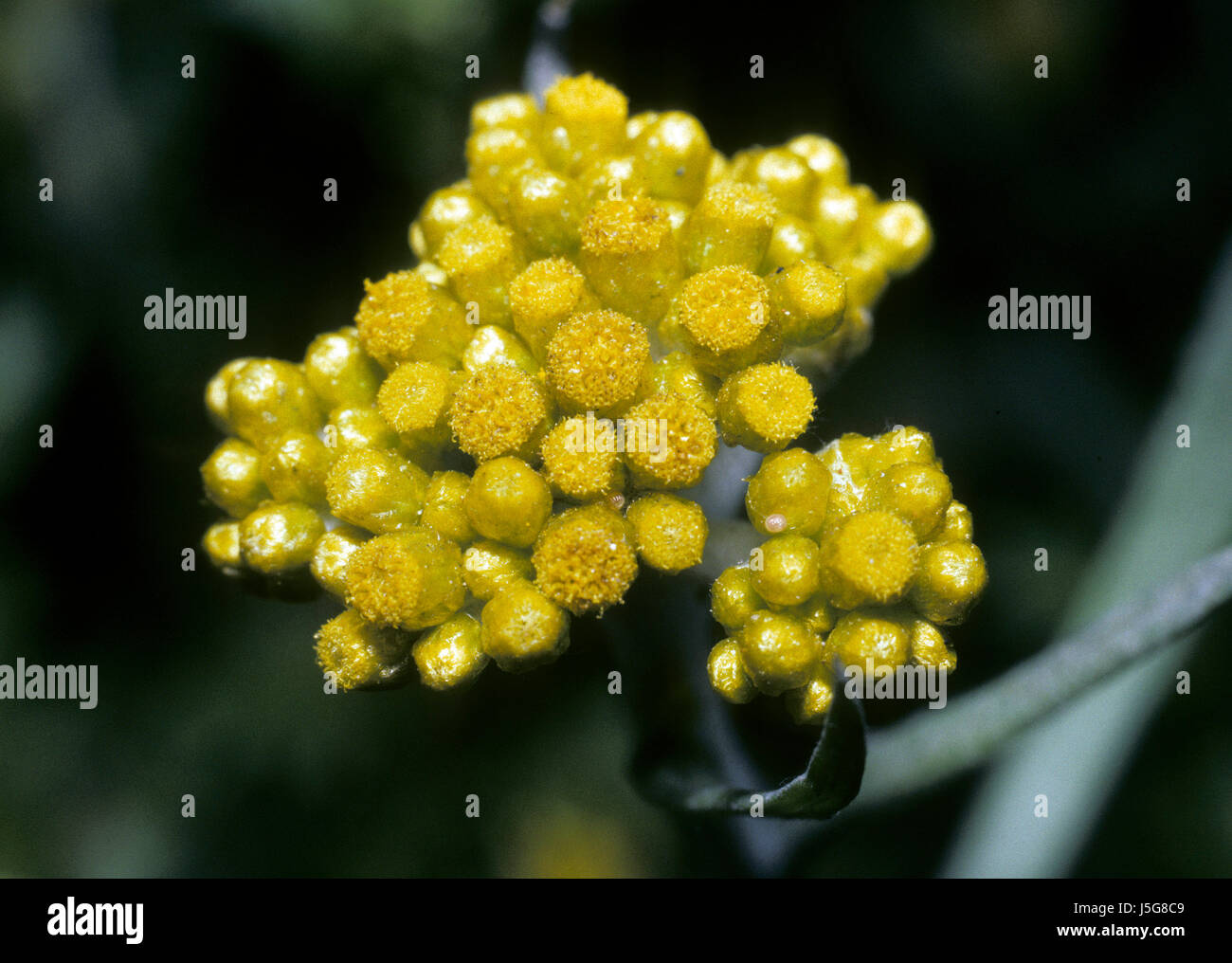 Gnaphalium affine Stockfoto