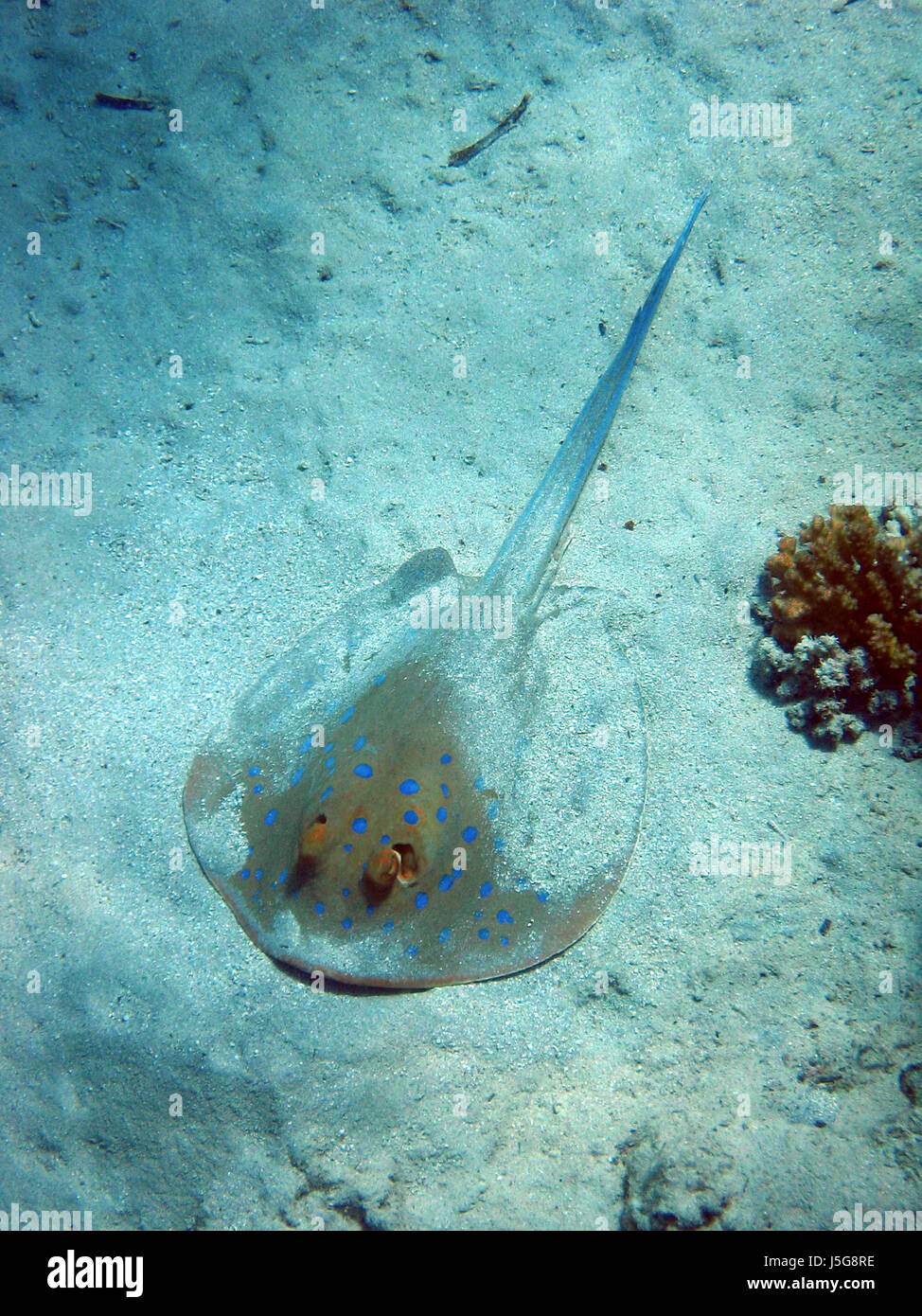 Blaue Punkte Unterwasser Ägypten Stachel Tauchgang Atoll Schnorchel Riff Ruhestätte Salz Stockfoto