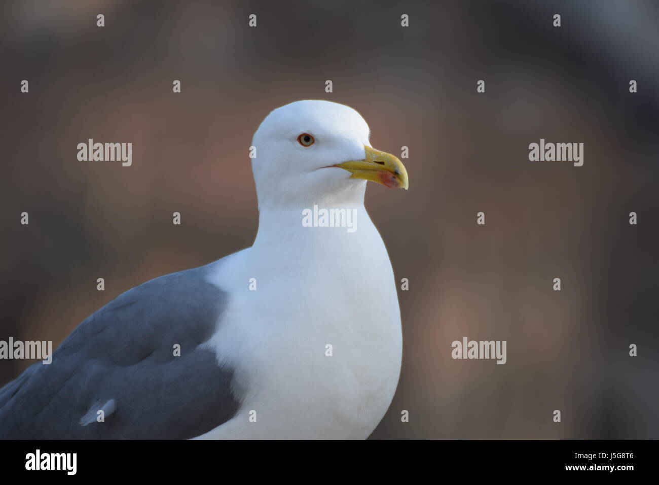 Nahaufnahme der Möwe Stockfoto