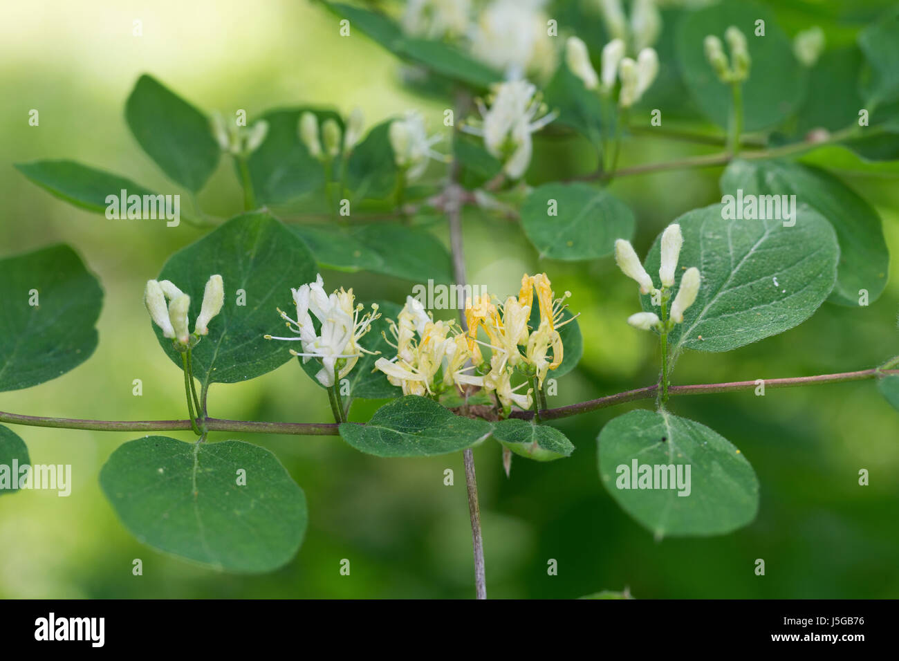 Europische rote Heckenkirsche (Lonicera Xylosteum), Knospen, Deutschland  Stockfotografie - Alamy