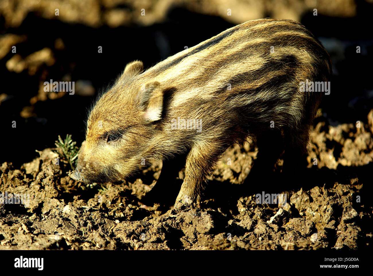 Augen Haare Ohren Haut Schmutz nass Nase Schlucht verschlingen verschlingen  Suche Wildschwein Schwein Stockfotografie - Alamy