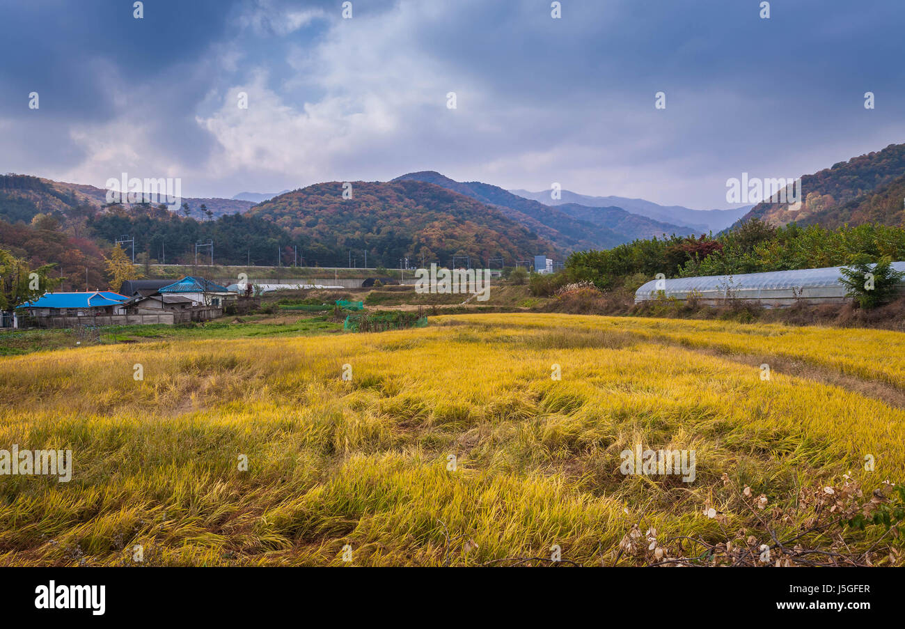 Herbstlandschaft, Korea. Stockfoto