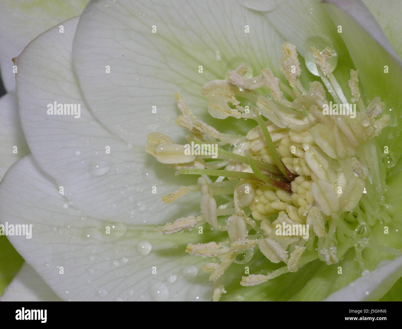 Makro Nahaufnahme Makro Aufnahme hautnah Ansicht Garten Winter Blume Pflanze grün Stockfoto