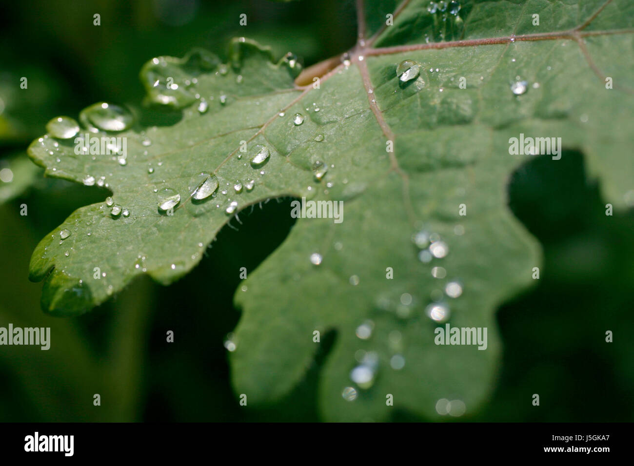 Makro Nahaufnahme Makro Aufnahme hautnah Ansicht Garten Regentropfen Chlorophyll feucht Stockfoto