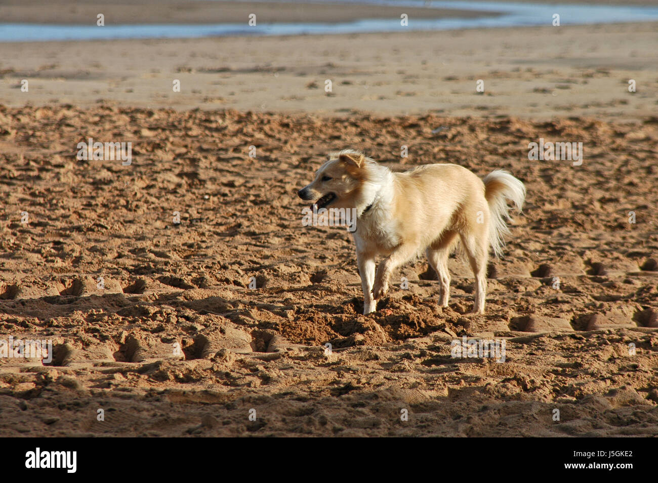 Hund am Strand Stockfoto