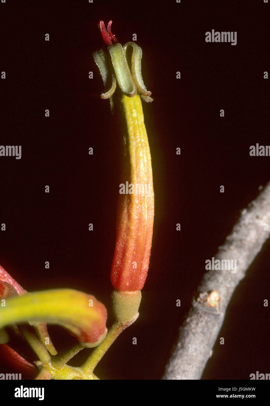 Blume Pflanze grüne Flora rötlich Natur Blumenpflanze Scurrula elata Stockfoto