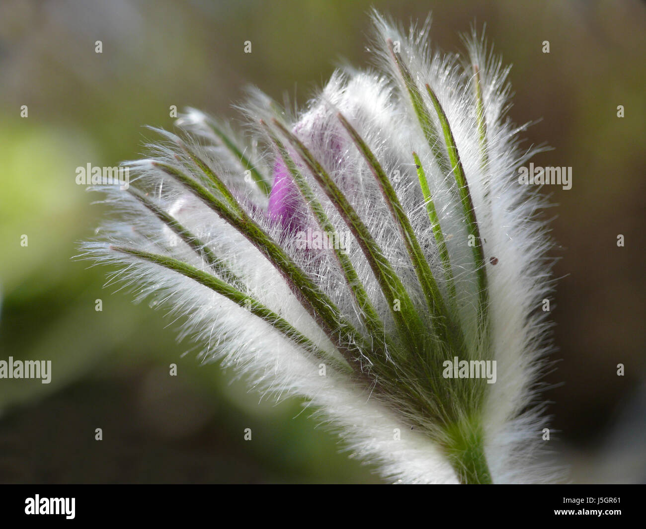 Glanz strahlt hell lucent leichte heitere leuchtende Makro Nahaufnahme Makro Aufnahme Stockfoto