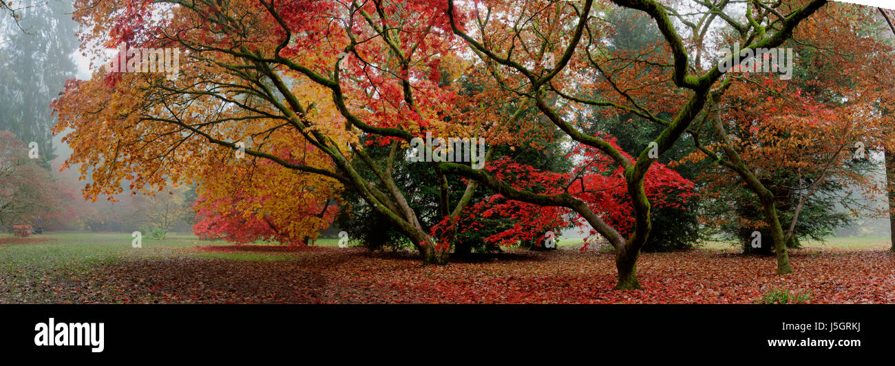 Japanische Ahorn im Herbst Stockfoto