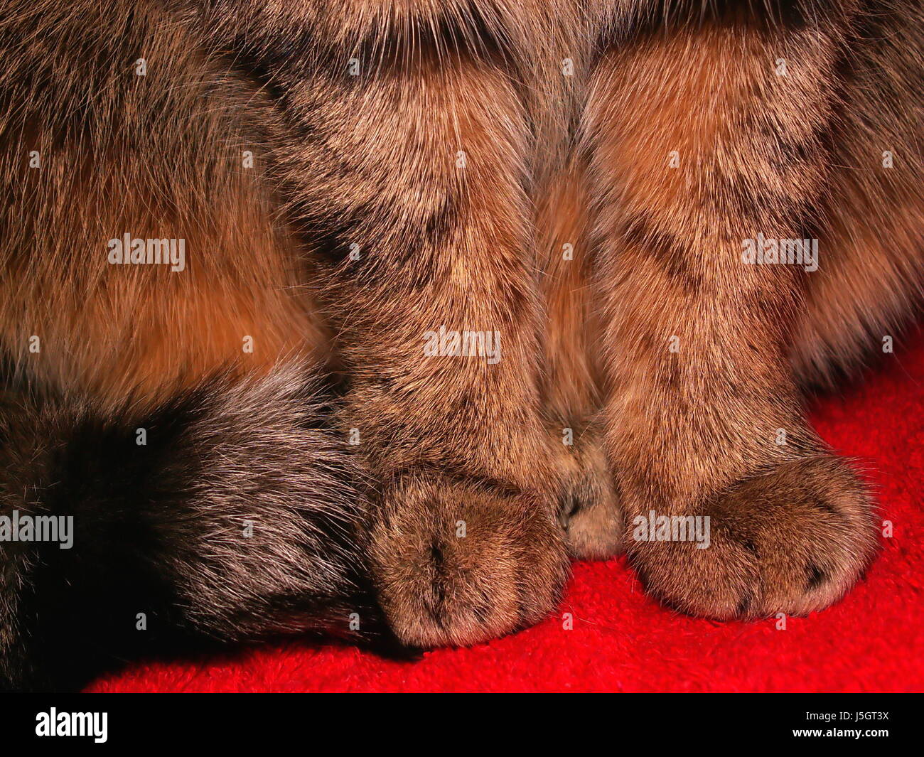 Detail Tiere Haustiere Katzen Pfote samt Pfoten Pussycat Katze Hauskatze rot Stockfotografie Alamy