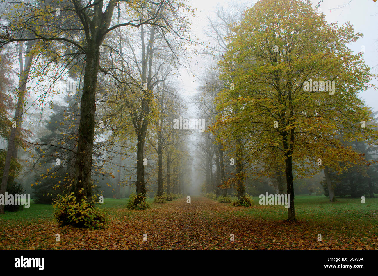 Lindenallee im Nebel Stockfoto