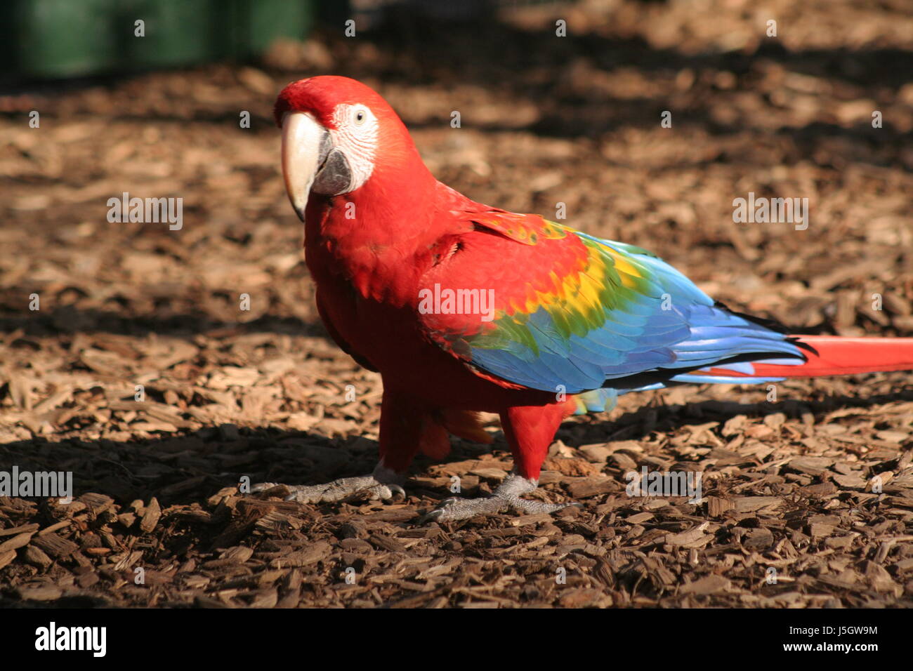 Vogel Vögel Schnabel Schnäbel Amazon Parrot Regenwald Regenwald rote Tropen  Ara Stockfotografie - Alamy