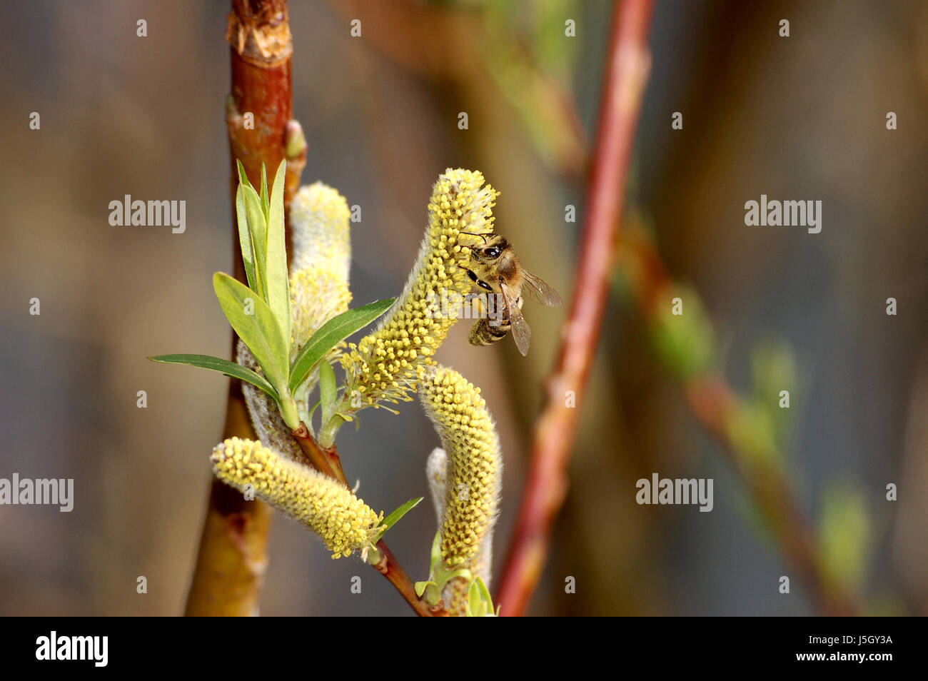 Biene auf der Suche nach Nahrung Stockfoto
