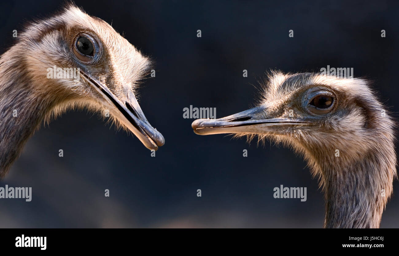 Humor Vogel Vögel Schnabel lauten Gesang Köpfe Anblick Ansicht Outlook Perspektive vista Stockfoto