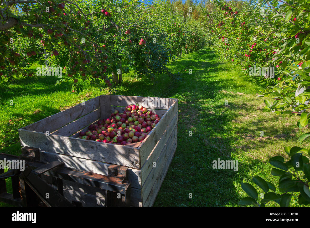 Ernte in einem kommerziellen Apfelgarten. Stockfoto