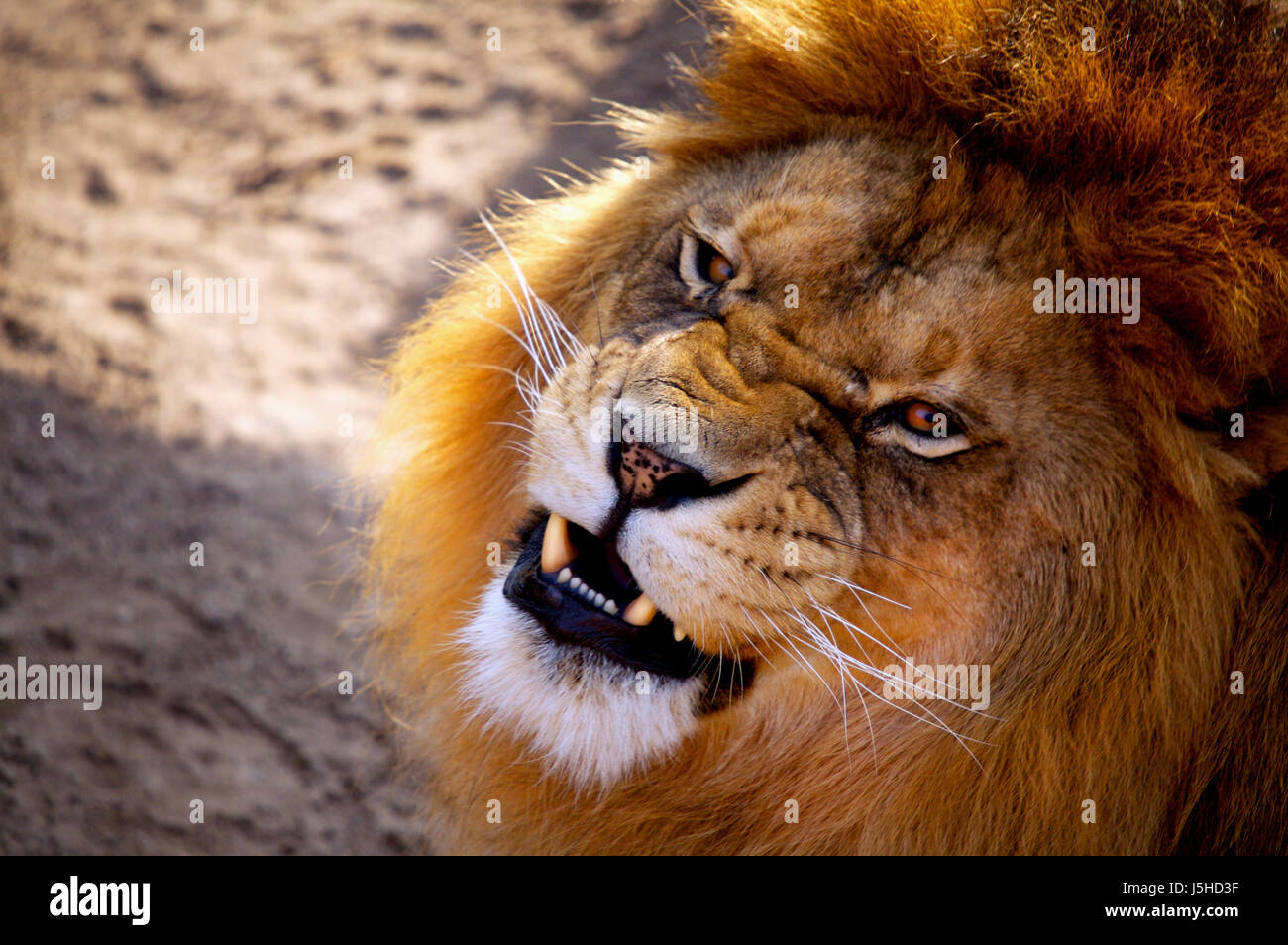 Gefahr Mund Zähne Wildtiere Löwe Katze Raubkatze Raubkatze Zunge Tiere Stockfoto