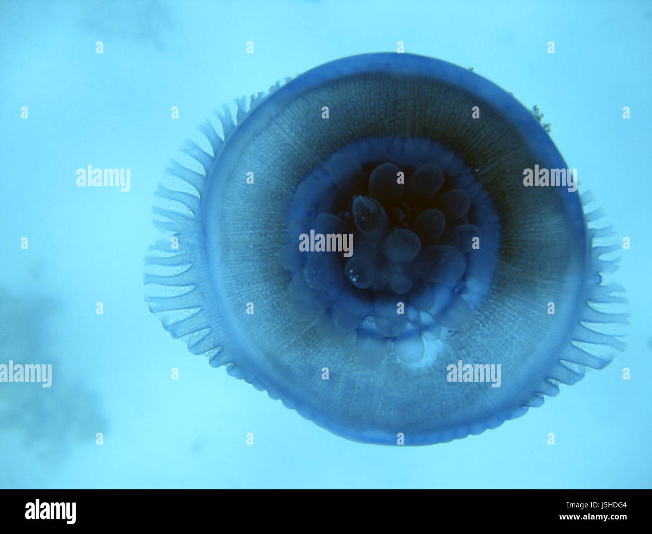 blaue Tier Unterwasser Ägypten Tauchen Schnorcheln Salzwasser Ozean Meerwasser schwimmen Stockfoto