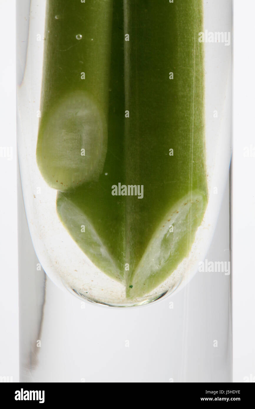 grünen Stiel abgeschnitten transluzente Stamm Rundung komplett perfekte Grafik Stockfoto