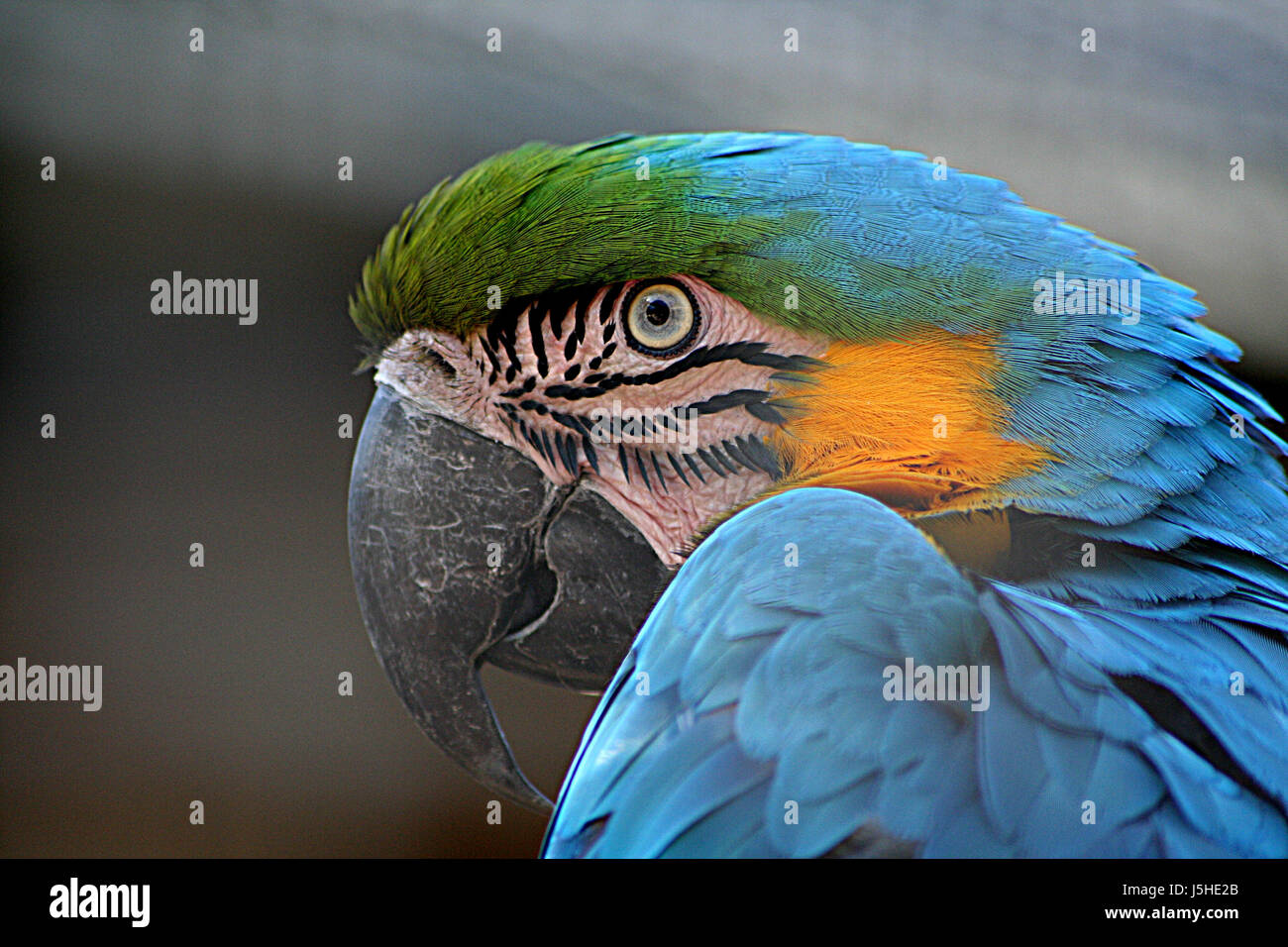 Makro Nahaufnahme Makro Aufnahme nahe Ansicht Vogel farbig bunt wunderschön Stockfoto
