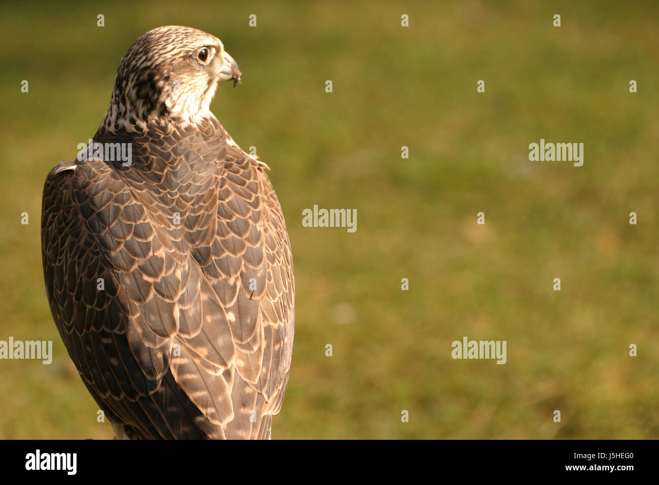 Futter Tiere Vogel Auge Orgel Vögel Falcon Raptor Schnabel Randschärfe Falkner Stockfoto