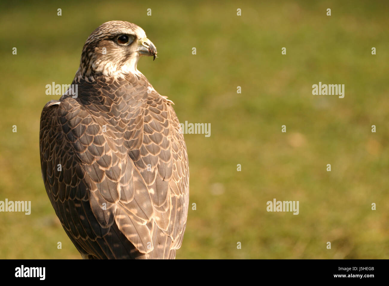 Futter Tiere Vogel Auge Orgel Vögel Falcon Raptor Schnabel Randschärfe Falkner Stockfoto