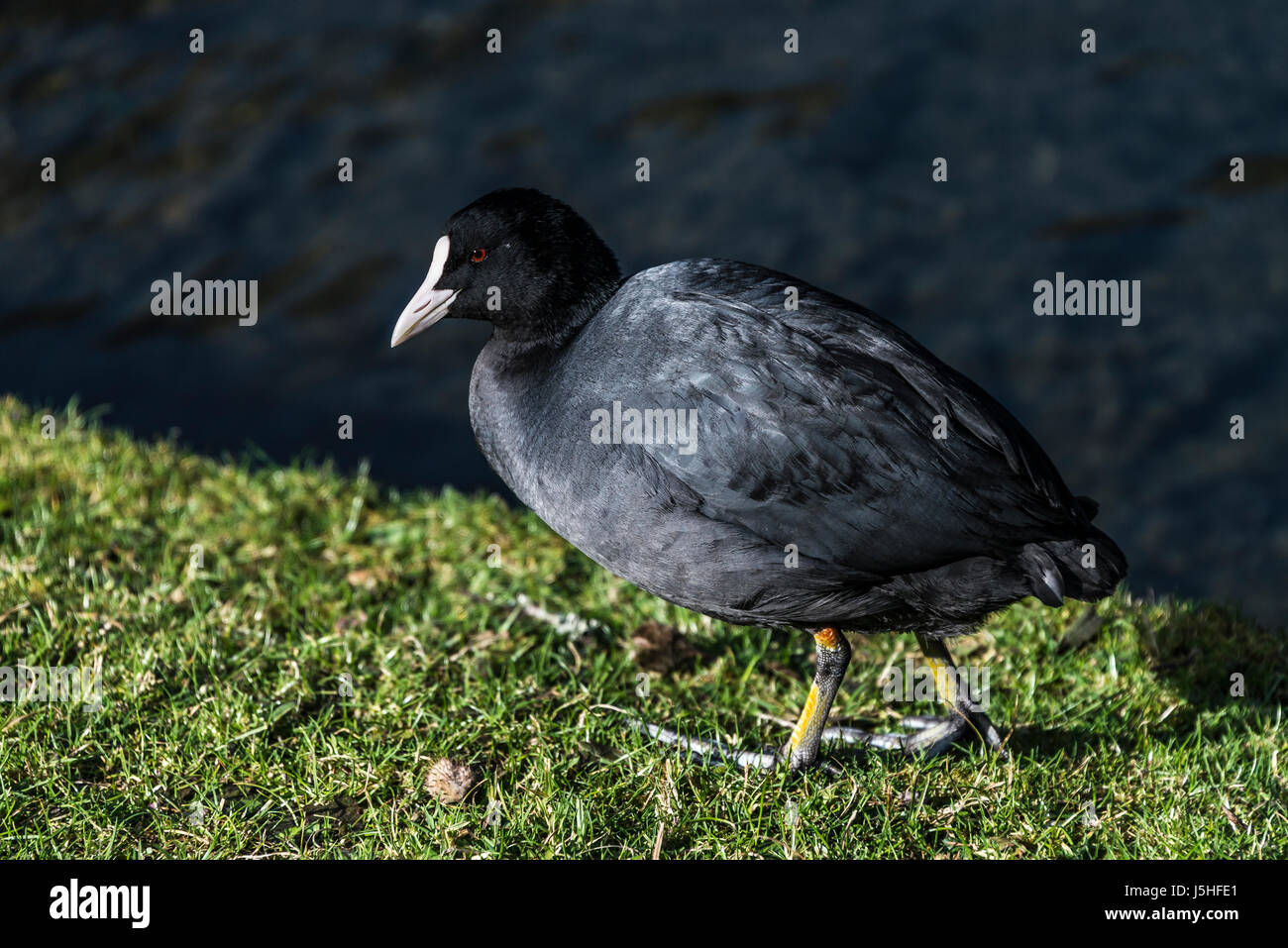 Eine eurasische Blässhuhn (Fulica Atra) zu Fuß an einem See im Frühling Stockfoto