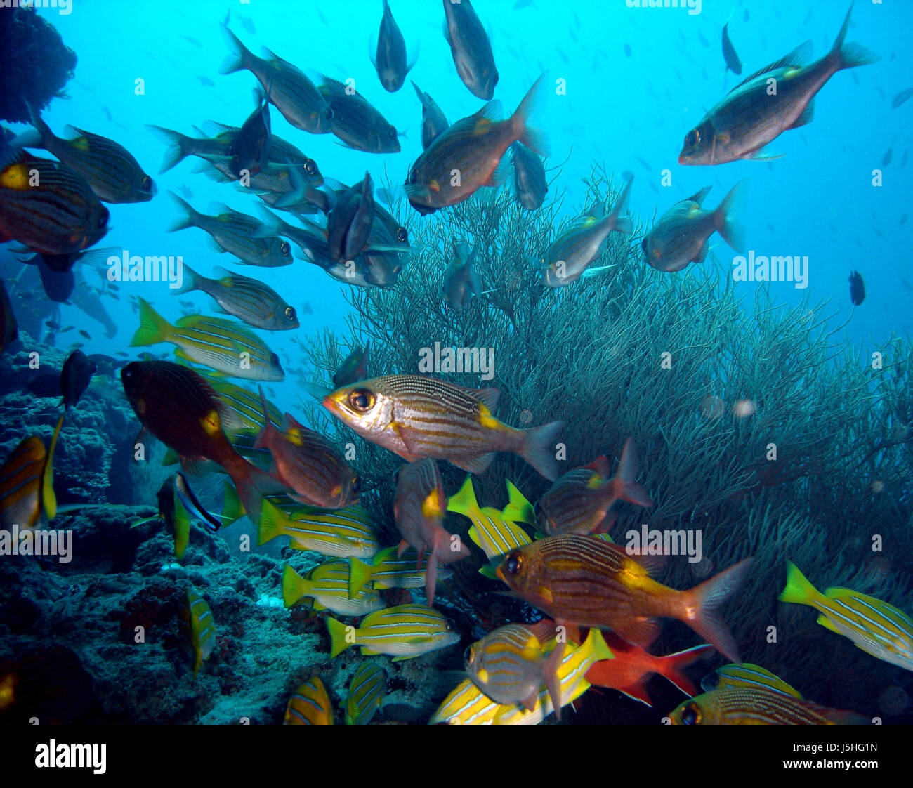 Fisch unter Wasser tauchen Fischen schnorcheln Schwarm Schule Seychellen Gruppe Salzwasser Stockfoto