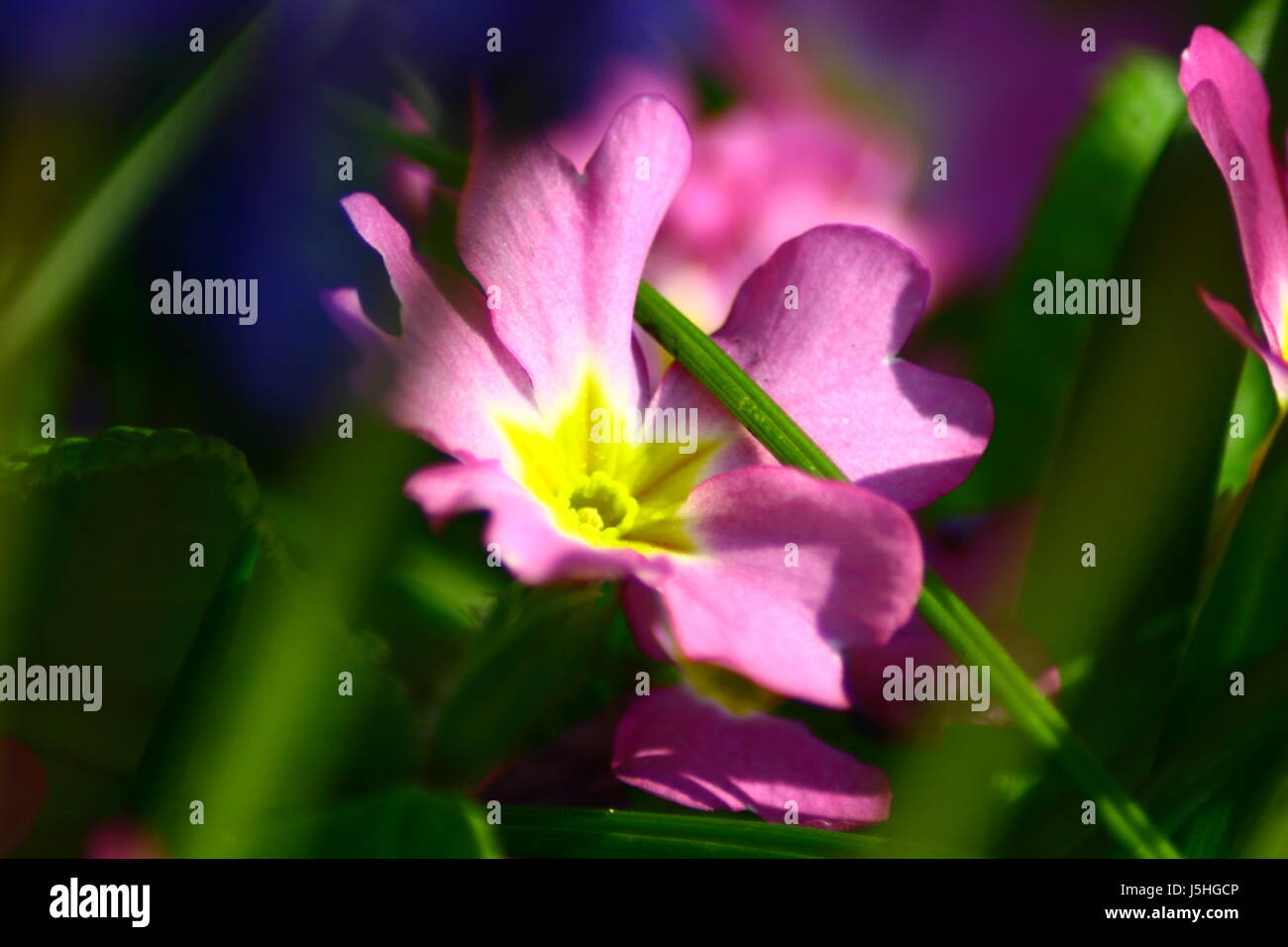 Glanz strahlt hell lucent leichte heitere leuchtende Makro Nahaufnahme Makro Aufnahme Stockfoto