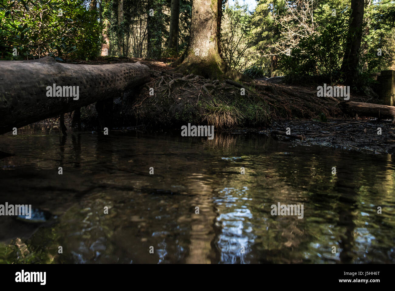 Teil des Wasser-Management-System in Longleat Forest führt zu Shearwater See Stockfoto