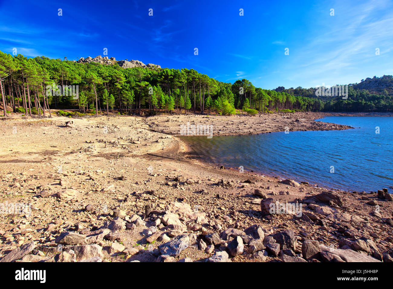 Kiefern im Col de Bavella Gebirge nahe der Stadt von Zonza, Korsika, Frankreich, Europa. Stockfoto