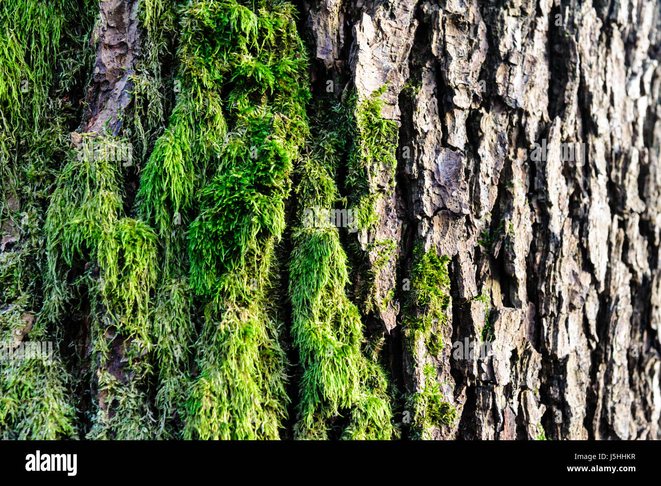 Grünes Moos Abdeckung der Rohsteine im Wald aufgewachsen. Mit Makro-Ansicht angezeigt. Felsen voller Moos. Stockfoto