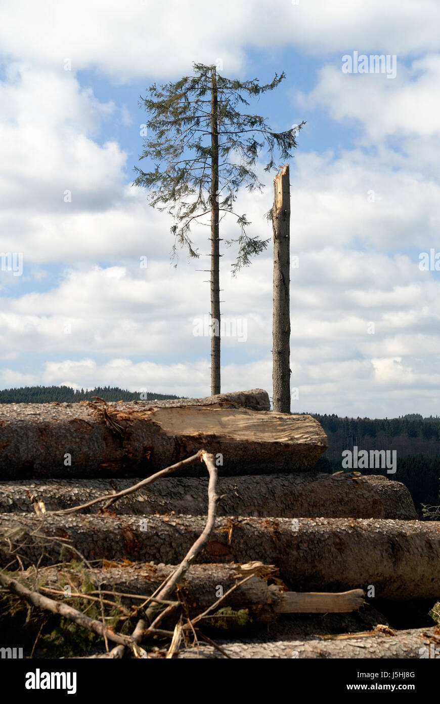 Stämme Gewitter Tanne Nadelbaum abgebrochen Hurrikan gebrochen Wald Sturm Sturm Stockfoto