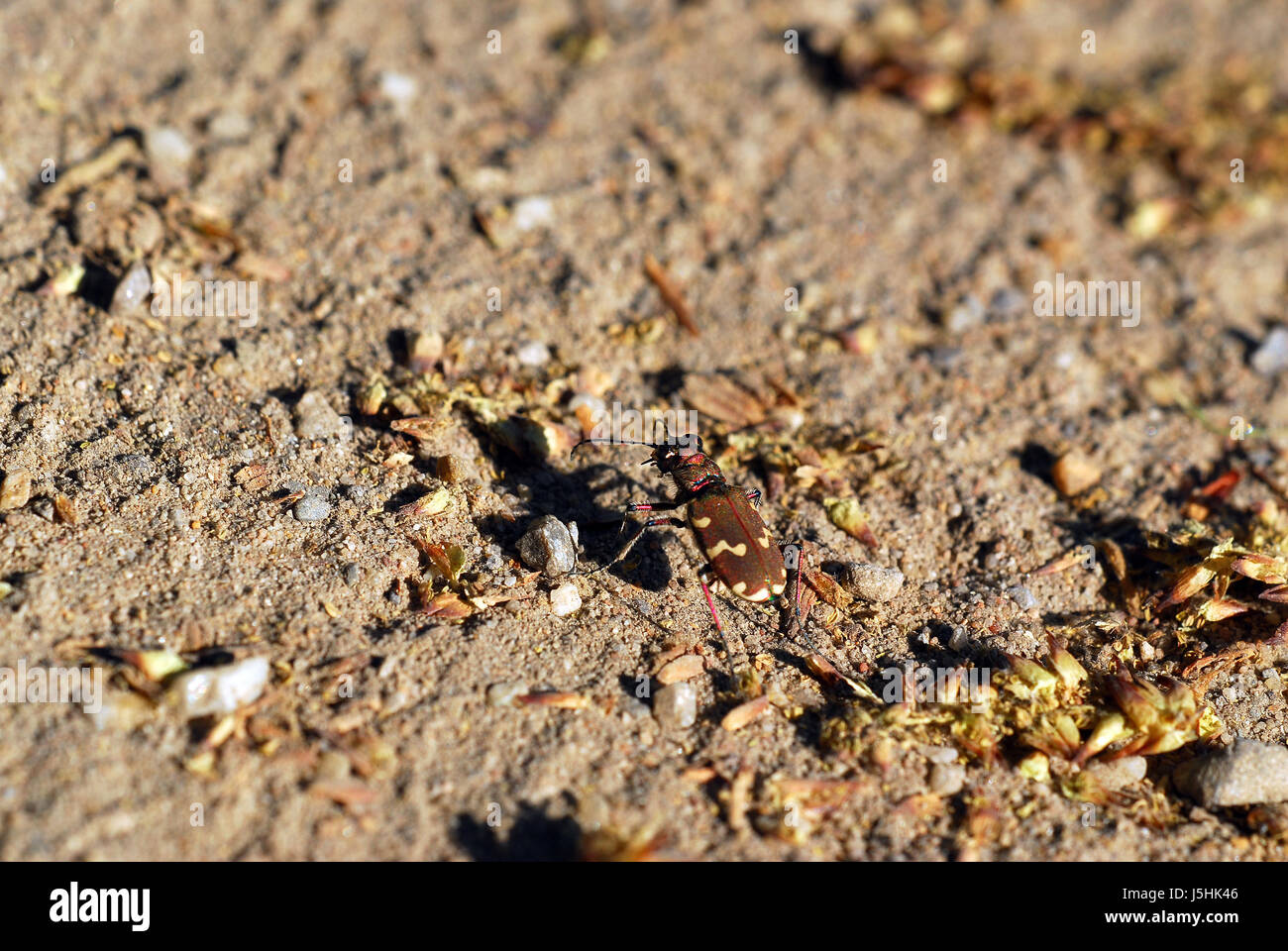 Stein Insekt Insekten Boden Boden Erde Humus Käfer irisierende Schillern Stockfoto