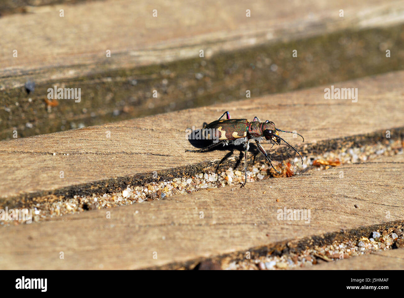 Insekt Insekten Holz Boden Boden Erde Humus Käfer irisierende Schillern sands Stockfoto