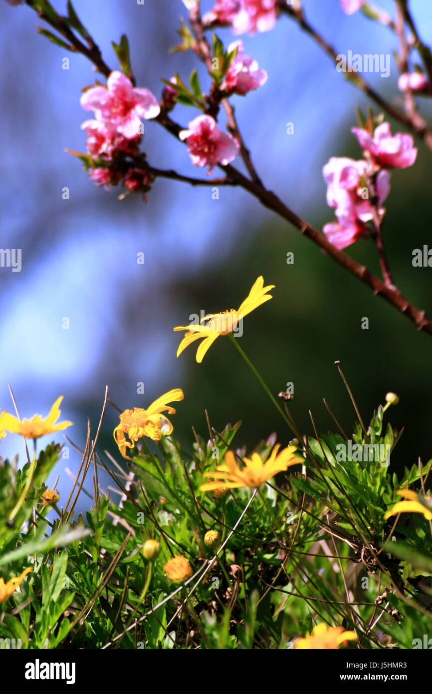 nach oben erstrahlt Glanz hell lucent leichte heitere leuchtenden Baum Garten Blume Stockfoto