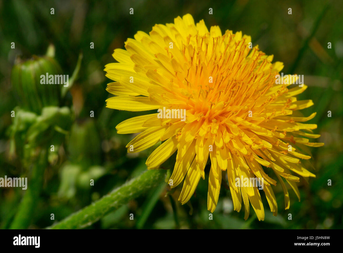 Nahaufnahme Makro Nahaufnahme Makro Aufnahme Ansicht Blüte Blüte gedeihen gedeihen Stockfoto